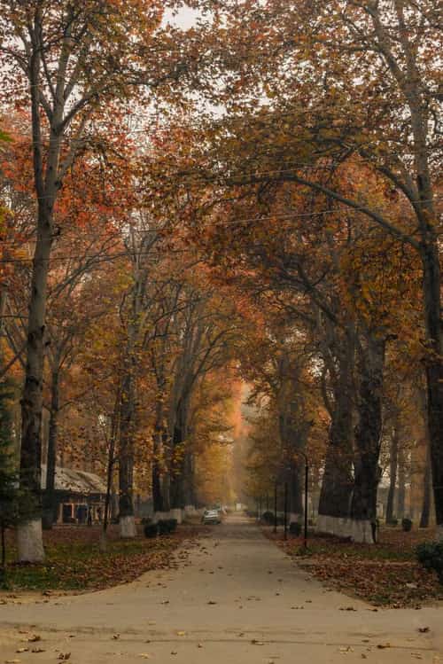 Chinar trees in full autumn colour, their leaves turned deep red and amber